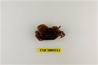 藏品(奧氏後相手蟹)的圖片